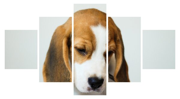 Obraz Beagle (125x70 cm)
