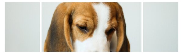 Obraz Beagle (170x50 cm)