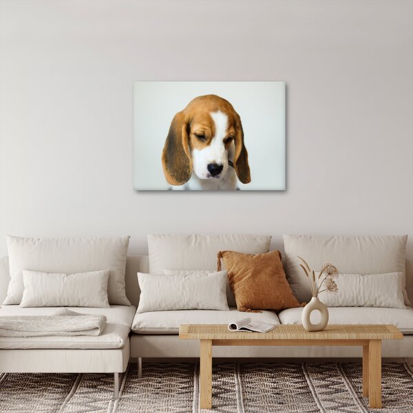 Obraz Beagle (70x50 cm)