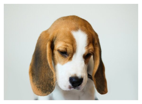 Obraz Beagle (70x50 cm)