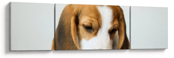 Obraz Beagle (170x50 cm)