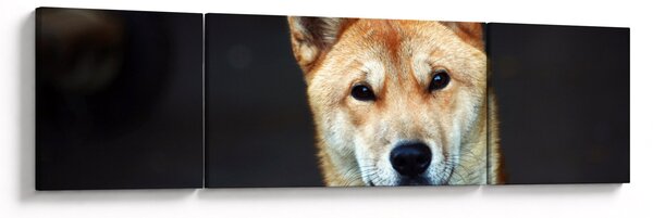 Obraz psa (170x50 cm)