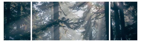 Obraz drzew, przez które prześwieca słońce (170x50 cm)