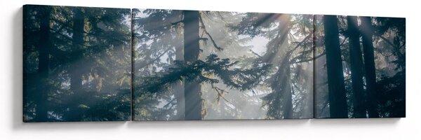 Obraz drzew, przez które prześwieca słońce (170x50 cm)