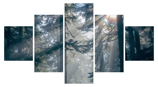Obraz drzew, przez które prześwieca słońce (125x70 cm)