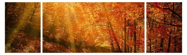 Obraz jesiennego lasu (170x50 cm)