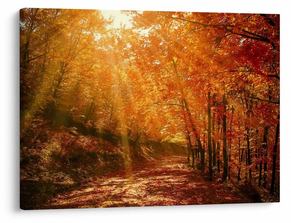 Obraz jesiennego lasu (70x50 cm)