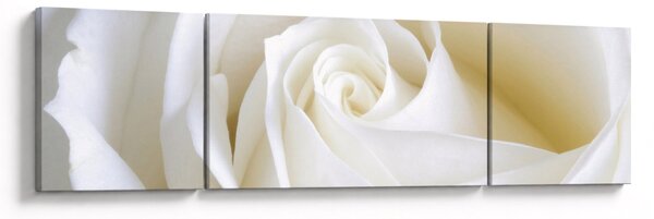Obraz białej róży (170x50 cm)