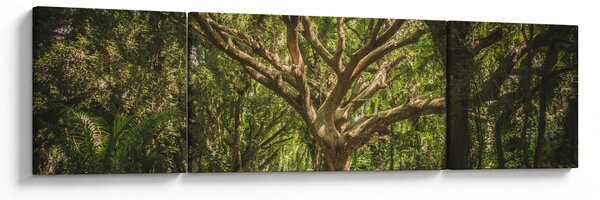 Obraz drzewa (170x50 cm)
