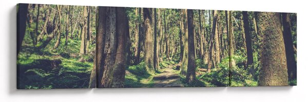 Obraz ścieżki pomiędzy drzewami (170x50 cm)