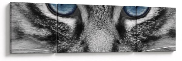 Obraz kota (170x50 cm)