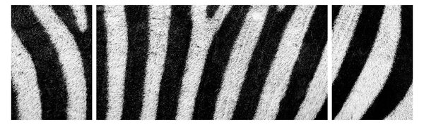 Obraz skóry zebry (170x50 cm)