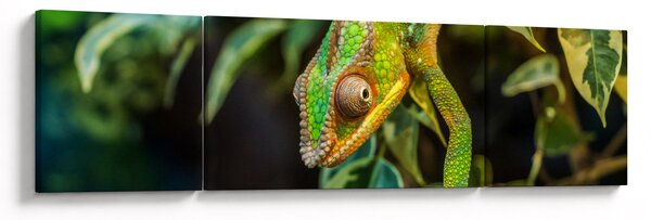 Obraz kameleona (170x50 cm)