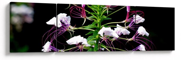 Obraz kwiatu (170x50 cm)