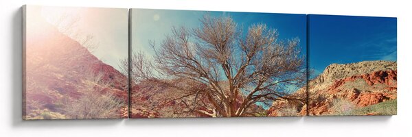 Obraz drzewa na pustyni (170x50 cm)