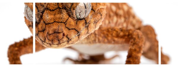 Obraz jaszczurki (170x50 cm)