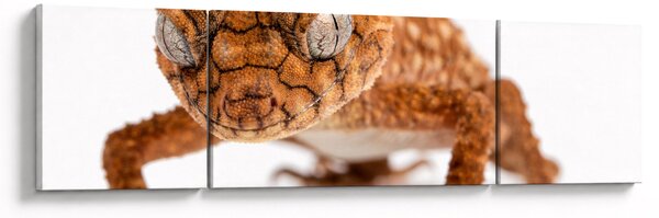 Obraz jaszczurki (170x50 cm)