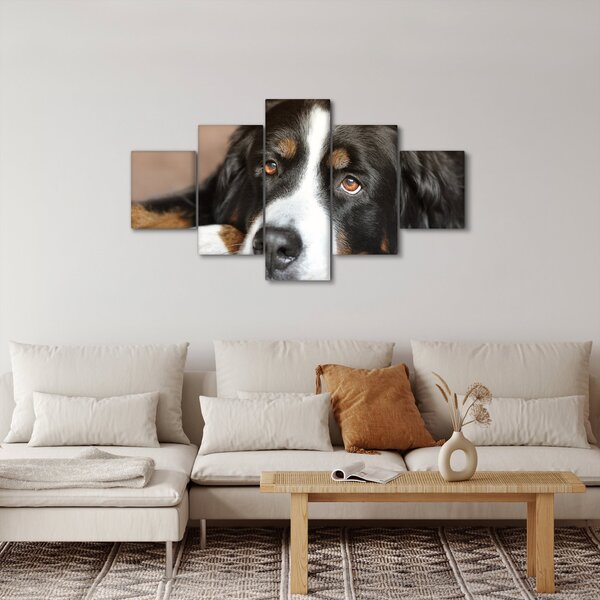 Obraz psa (125x70 cm)