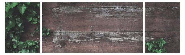 Obraz - Bluszcz (170x50 cm)