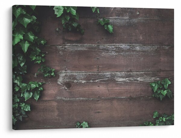 Obraz - Bluszcz (70x50 cm)