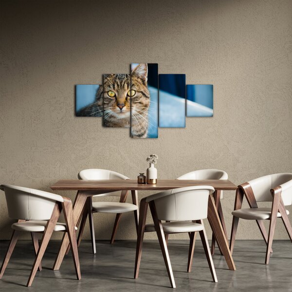 Obraz - Kot domowy (125x70 cm)