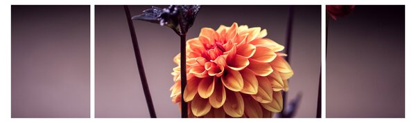 Obraz - Kwiat (170x50 cm)