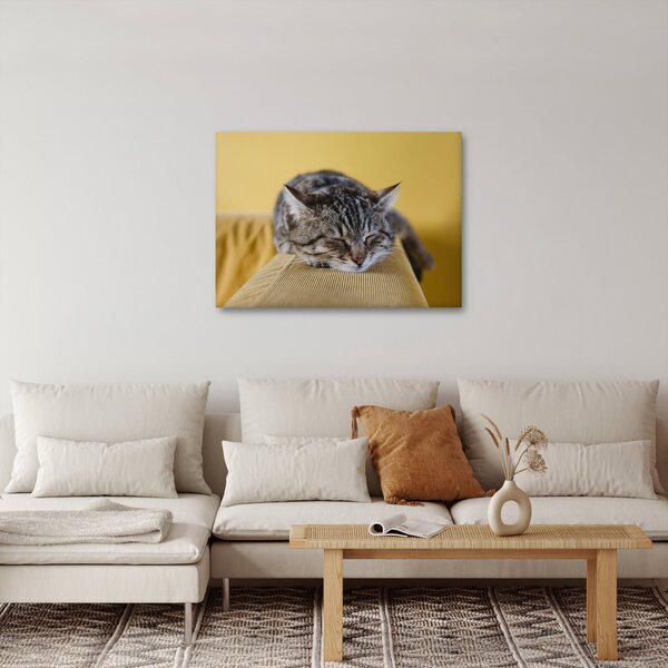 Obraz kota na kanapie (70x50 cm)