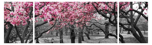 Obraz drzew magnolii (170x50 cm)