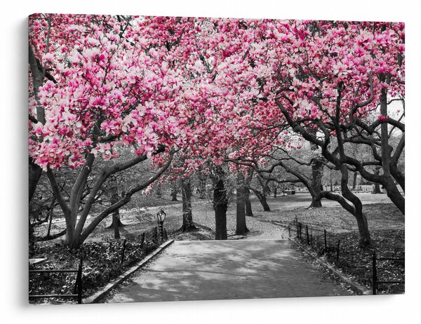 Obraz drzew magnolii (70x50 cm)