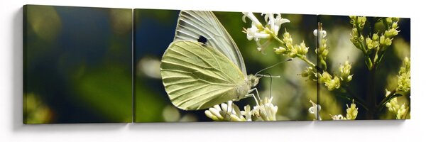 Obraz motyla (170x50 cm)