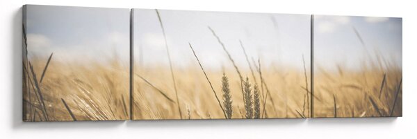 Obraz ziarna (170x50 cm)