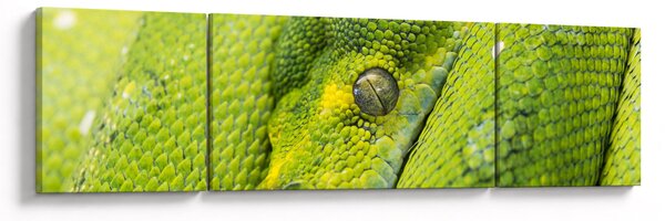 Obraz węża (170x50 cm)