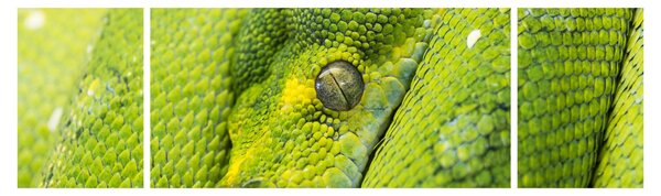 Obraz węża (170x50 cm)
