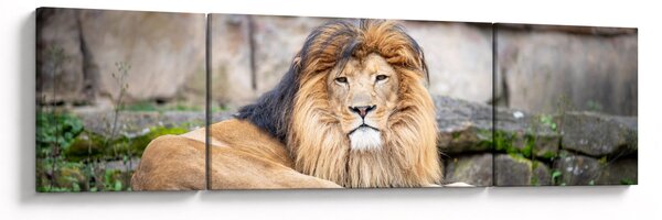 Obraz lwa (170x50 cm)