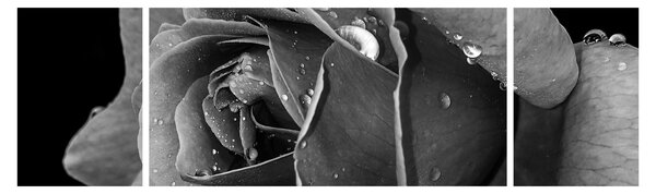 Obraz róży - czarno - biały (170x50 cm)