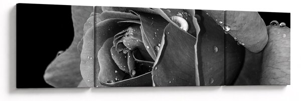 Obraz róży - czarno - biały (170x50 cm)