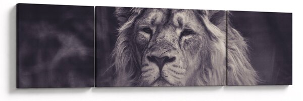 Obraz lwa (170x50 cm)