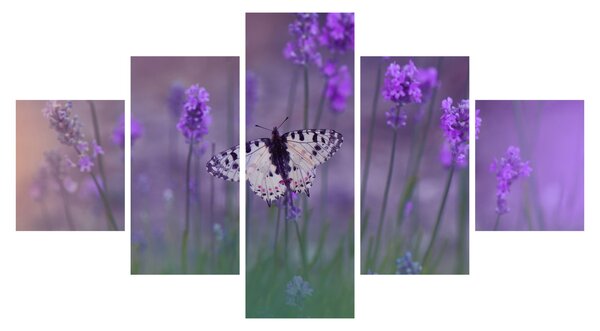 Obraz - Motyl w lawendach (125x70 cm)