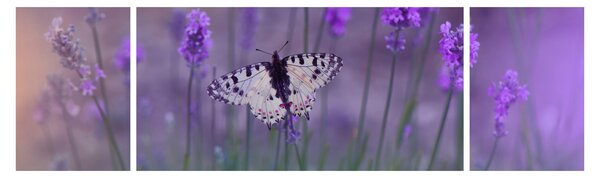 Obraz - Motyl w lawendach (170x50 cm)