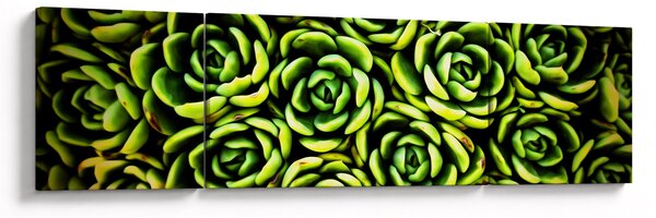 Obraz bez grzywki (170x50 cm)