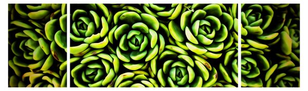 Obraz bez grzywki (170x50 cm)