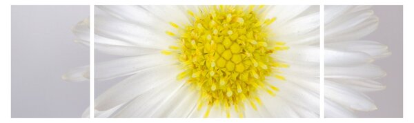 Obraz - Margarita (170x50 cm)