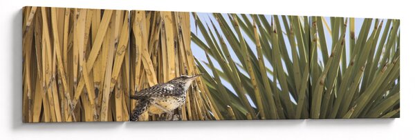 Obraz - Strzyżyk (170x50 cm)