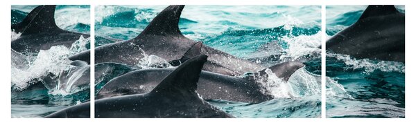 Obraz - Delfiny w oceanie (170x50 cm)