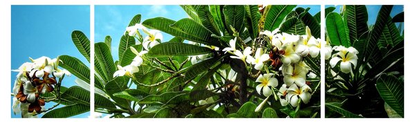 Obraz - Plumeria (170x50 cm)