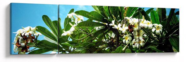 Obraz - Plumeria (170x50 cm)