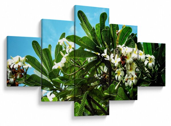 Obraz - Plumeria (125x70 cm)