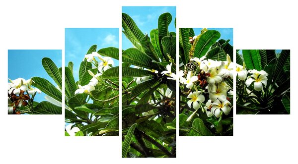 Obraz - Plumeria (125x70 cm)