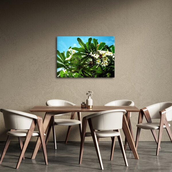 Obraz - Plumeria (70x50 cm)