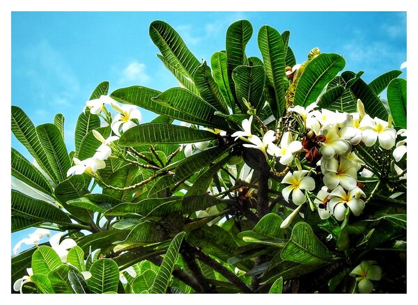 Obraz - Plumeria (70x50 cm)